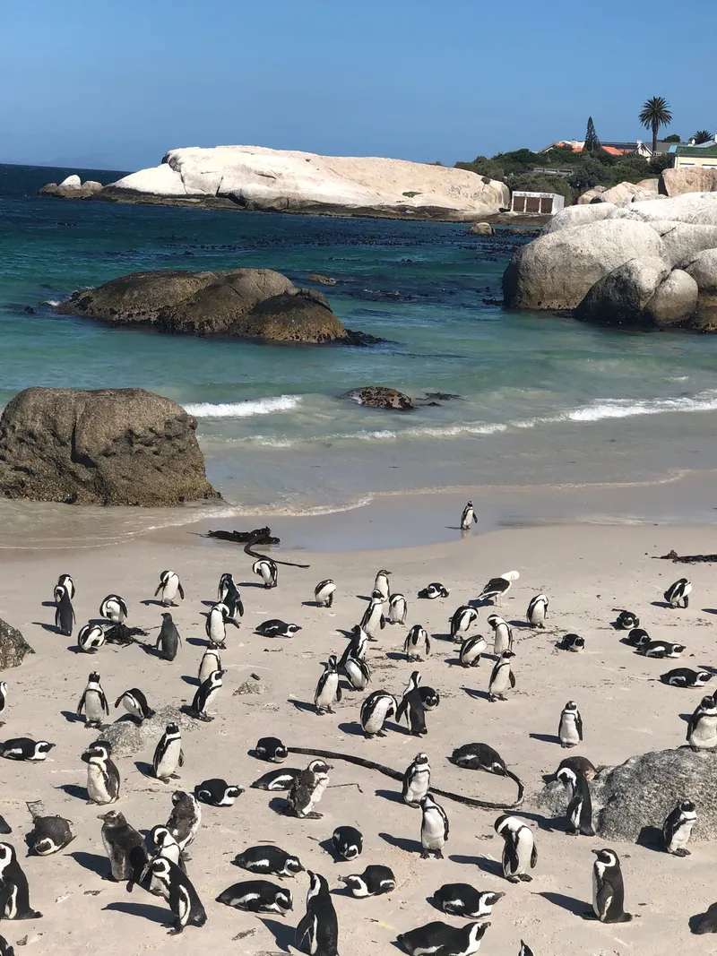 Penguins boulders beach.DOYPM xV - Penguins at Boulders Beach