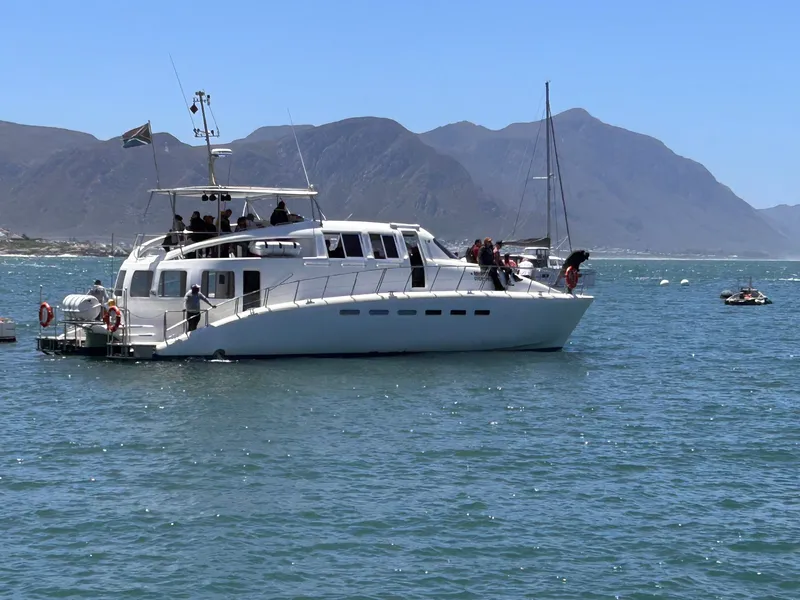 Whale watching hermanus.CzjN1BXf - Hermanus & Hemel-en-Aarde