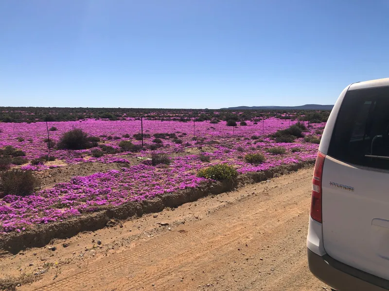 Wild flowers.51chMn8S - West Coast National Park